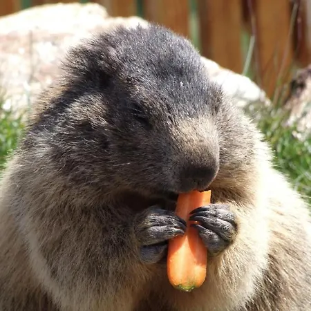 Haus Mondelli By Interhome Appartement *