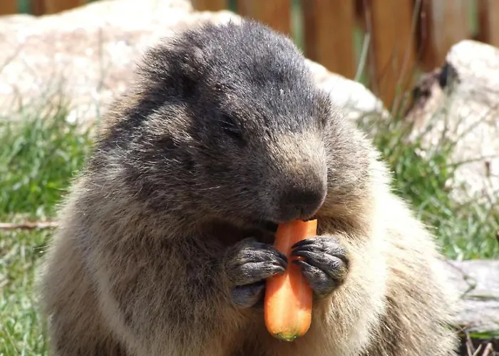 Haus Mondelli By Interhome アパート *